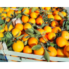 30 kg arance navel novellino Sicilia bio cat 1 da spremuta marmellata mangiare